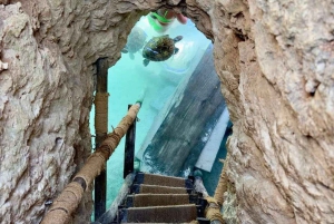 Delfinön + snorkling, Salaam-grottan och Jozani-skogen