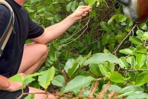 Delfinön + snorkling, Salaam-grottan och Jozani-skogen