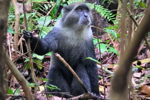 Delfinön + snorkling, Salaam-grottan och Jozani-skogen