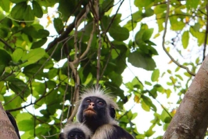 Delfinön + snorkling, Salaam-grottan och Jozani-skogen