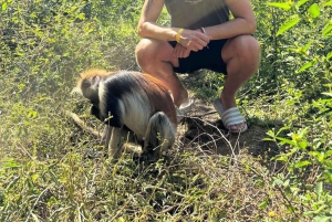 Delfinön + snorkling, Salaam-grottan och Jozani-skogen