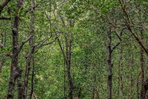 Delfinön + snorkling, Salaam-grottan och Jozani-skogen