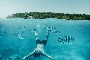 Delfinön + snorkling, Salaam-grottan och Jozani-skogen