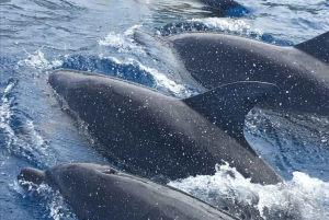 Delfinön + snorkling, Salaam-grottan och Jozani-skogen