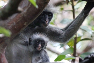 Delfinön + snorkling, Salaam-grottan och Jozani-skogen