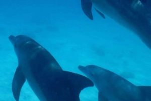 Delfinön + snorkling, Salaam-grottan och Jozani-skogen