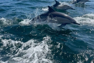 Delfinön + snorkling, Salaam-grottan och Jozani-skogen