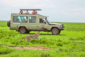 De Arusha: safari de 4 dias no Serengeti e Ngorongoro