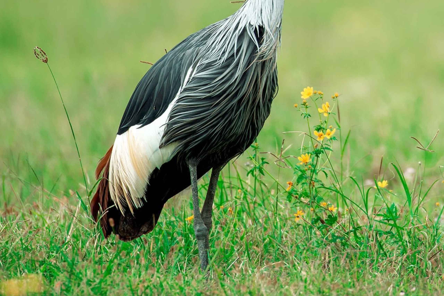 Из Аруши: 6-дневное классическое сафари по Танзании с проживанием