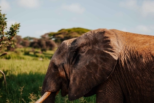 Arushasta: 6 päivän Tansanian maaginen safarimatka