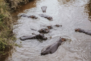 Arushasta: 6 päivän Tansanian maaginen safarimatka