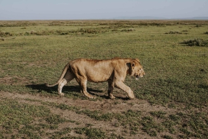 Arushasta: 6 päivän Tansanian maaginen safarimatka
