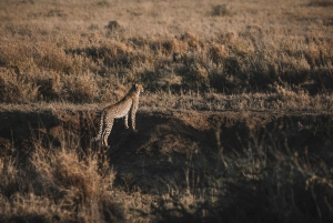 Arushasta: 6 päivän Tansanian maaginen safarimatka