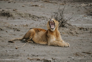 Arushasta: 6 päivän Tansanian maaginen safarimatka