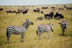 Arushasta: 6 päivän Tansanian maaginen safarimatka