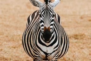 Arushasta: 6 päivän Tansanian maaginen safarimatka