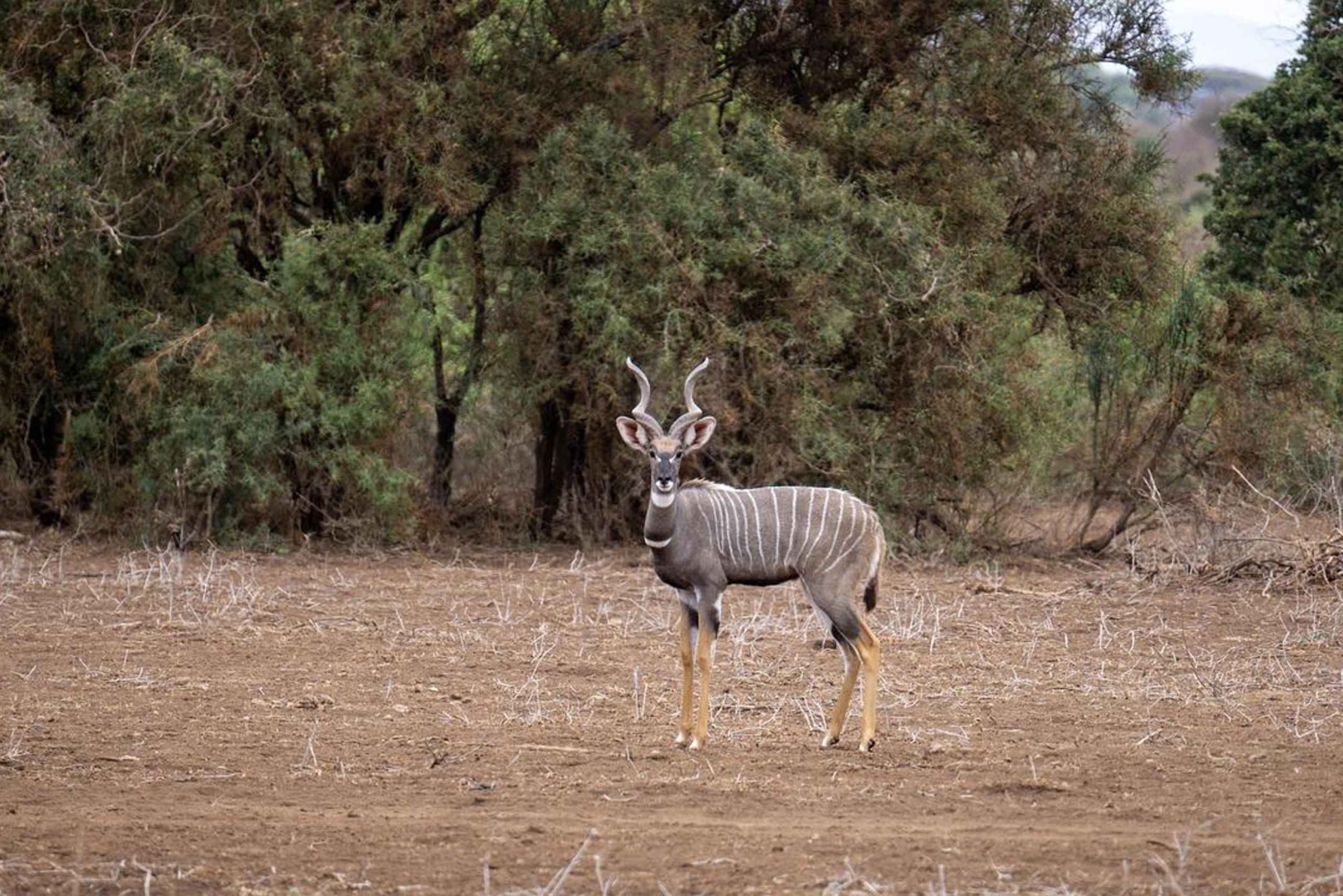 A partir de Dar Es Salaam: Excursão de 2 dias a Mikumi e à Cascata Chizua