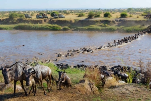 Von Nairobi aus: Maasai Mara 3Day Budget Safari Holiday on Jeep