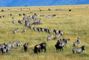 Von Nairobi aus: Maasai Mara 3Day Budget Safari Holiday on Jeep