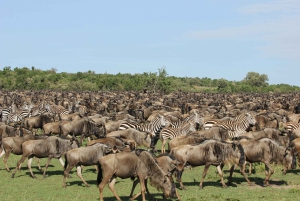 Von Nairobi aus: Maasai Mara 3Day Budget Safari Holiday on Jeep
