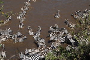 Von Nairobi aus: Maasai Mara 3Day Budget Safari Holiday on Jeep