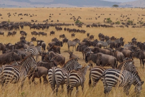 Von Nairobi aus: Maasai Mara 3Day Budget Safari Holiday on Jeep
