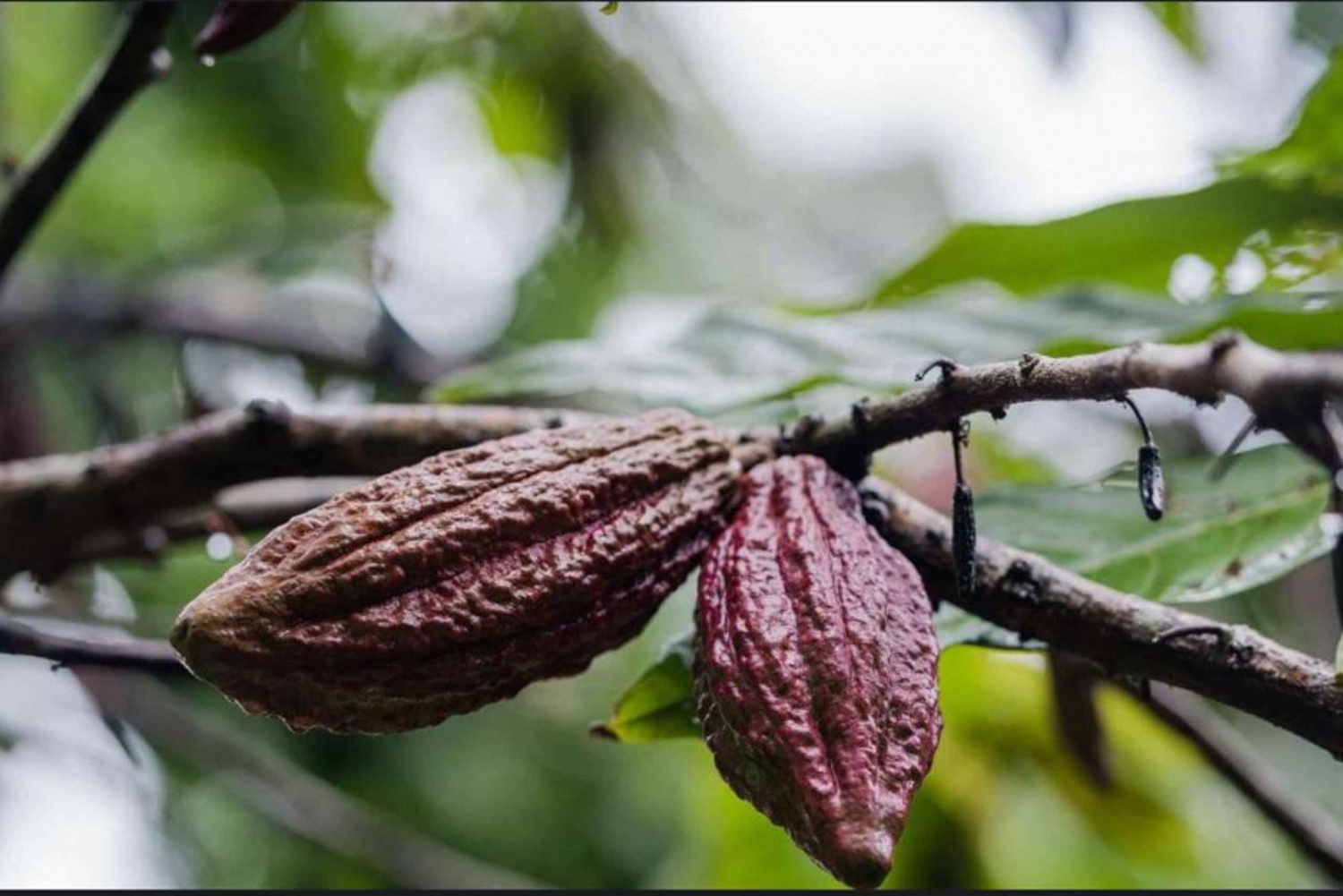 ZANZIBARI: STONE TOWN, KRYDDSODLINGSTUR OCH PRISONAL ISLAND.