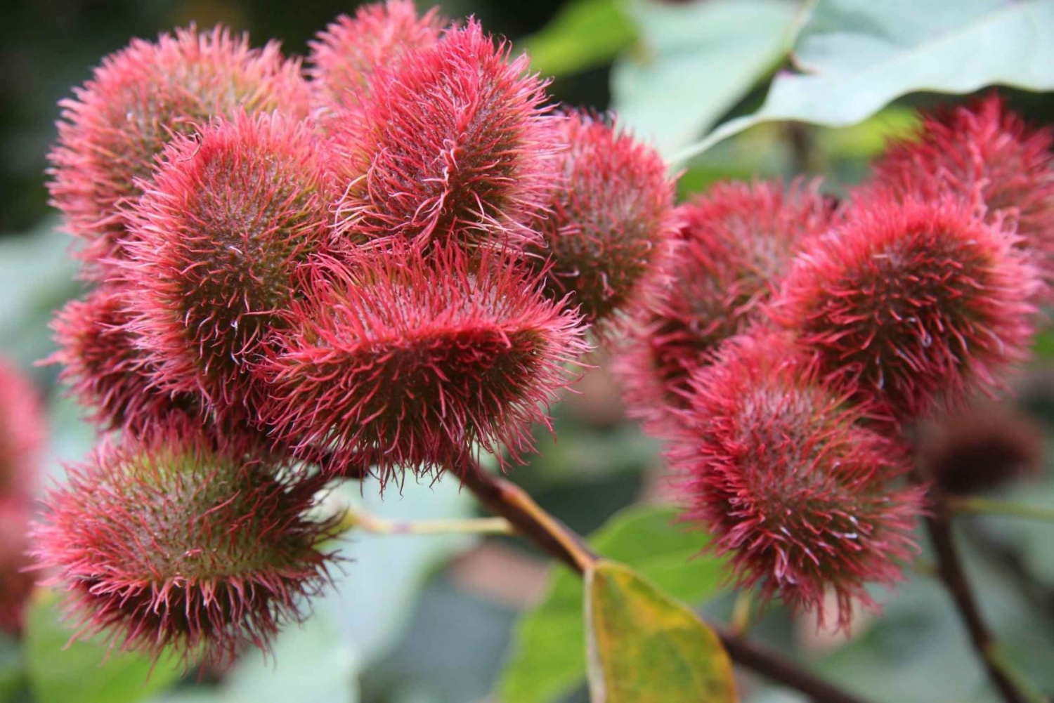 Desde Ciudad de Piedra: Excursión a las Especias de Zanzíbar