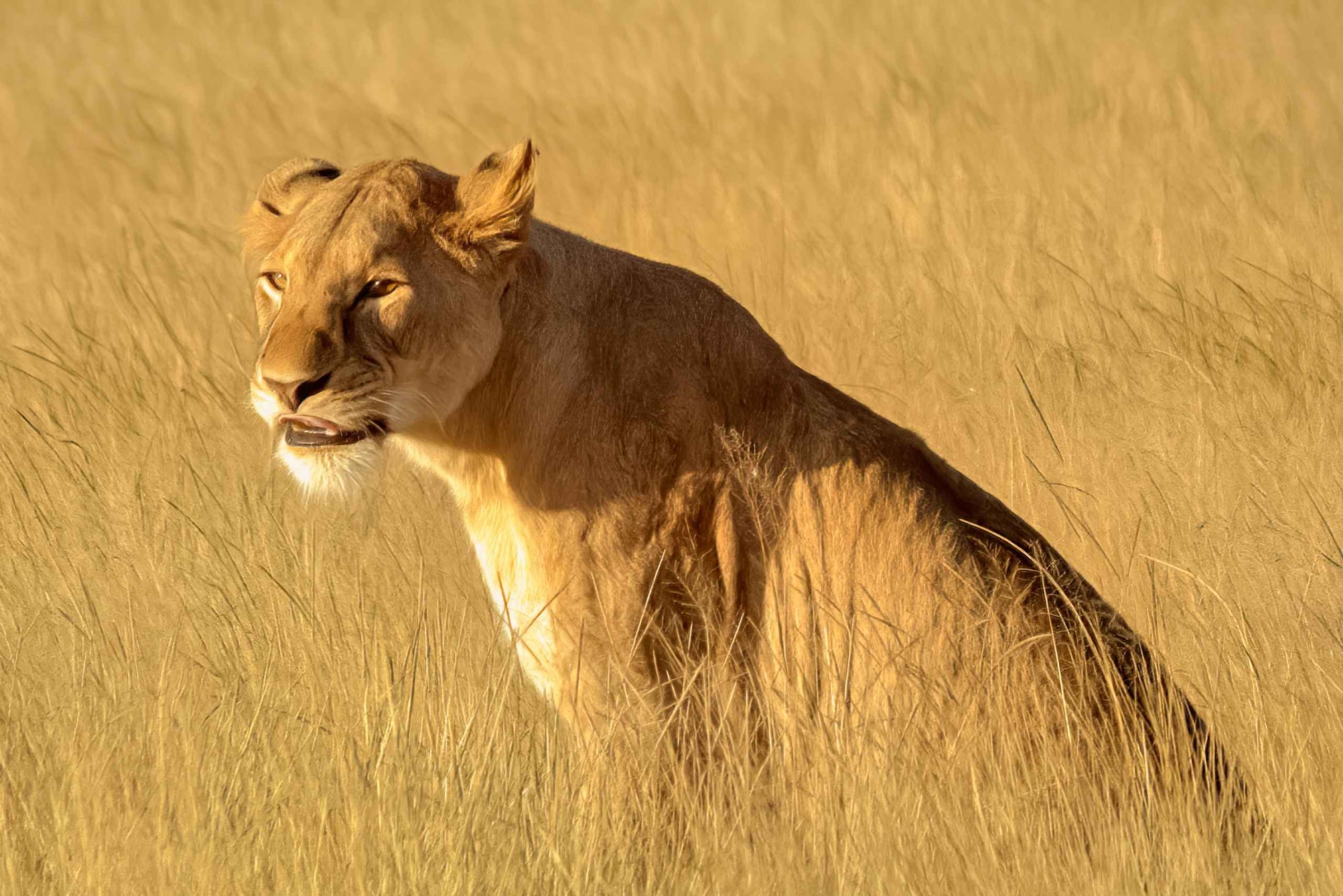 De Zanzibar: safári de 2 dias em Saadani com voo e refeição