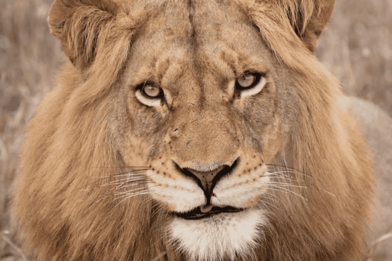 Fra Zanzibar: 3-dagers safari i Selous, båttur og besøk hos masai