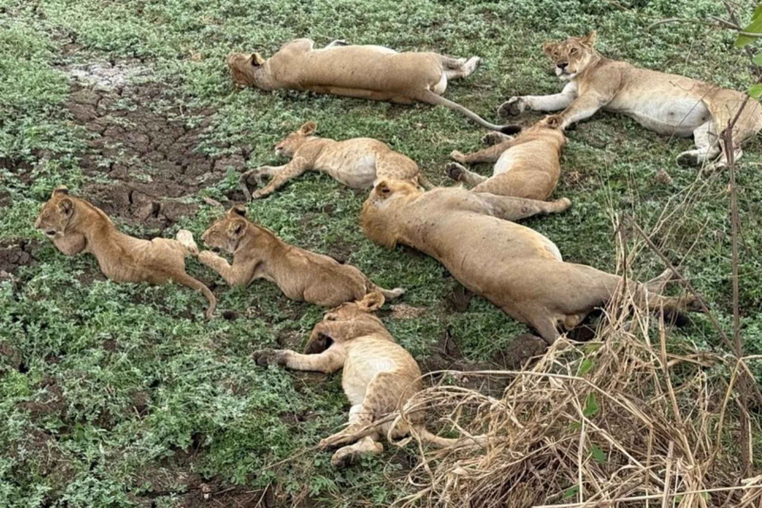 vanuit Zanzibar: 3-daagse safari in Mikumi National Park met trein
