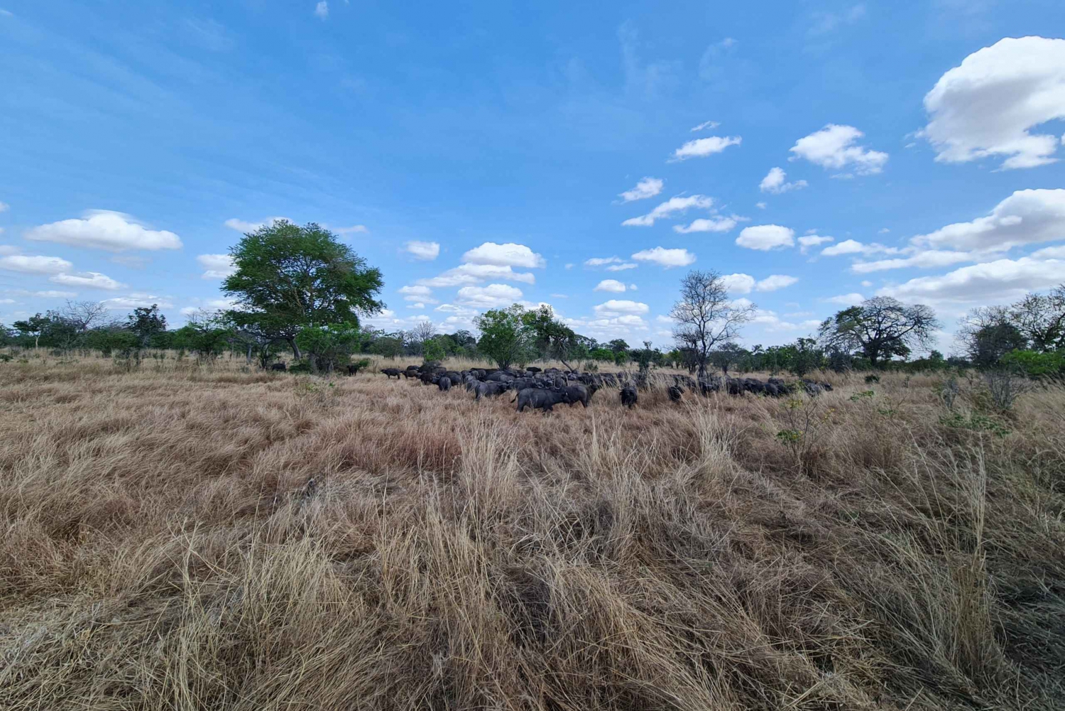 ザンジバル発：フライトとランチ付きの最高の一日サファリ ミクミ