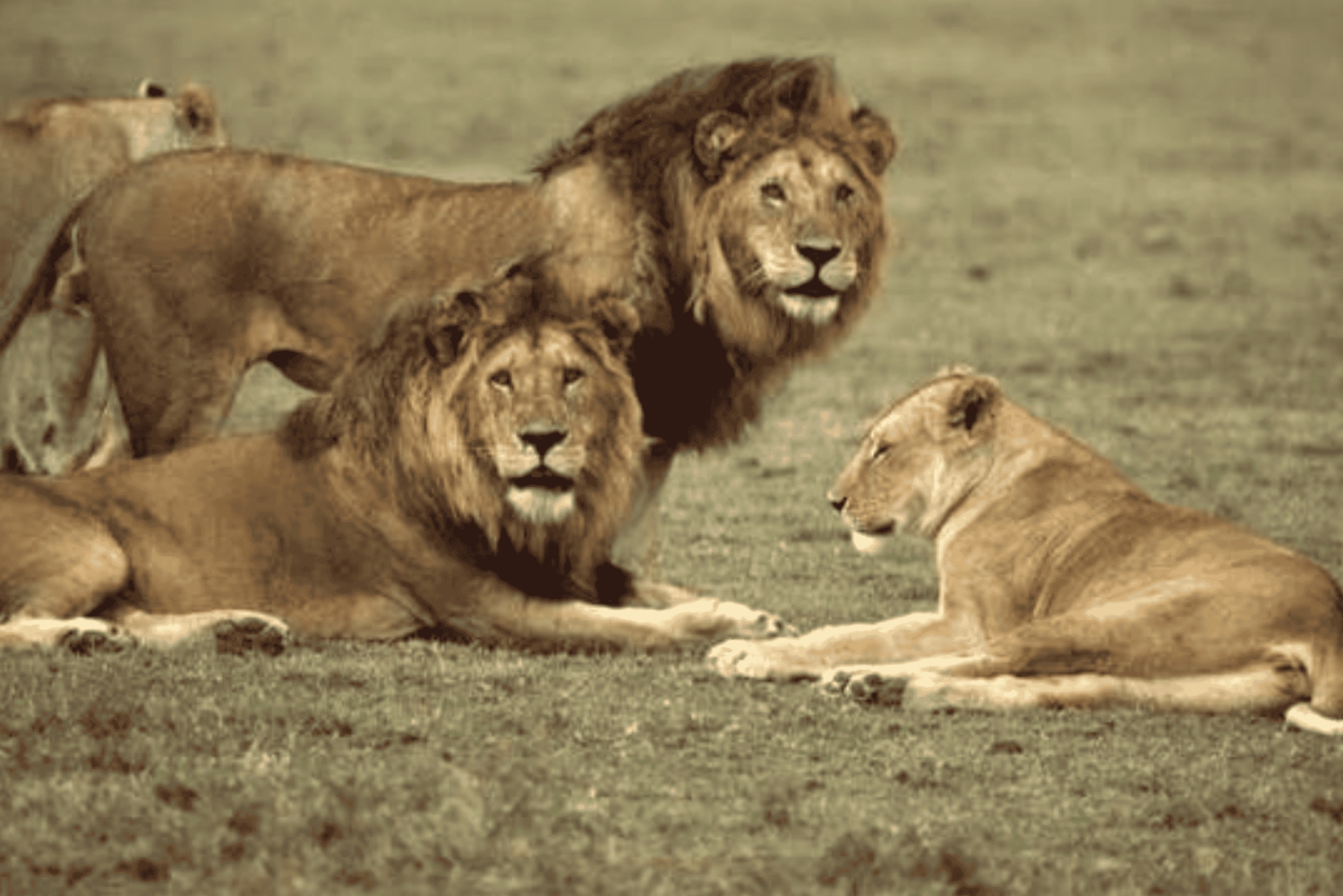 Fra Zanzibar: dagstur til Selous safari med lunsj og flyreise