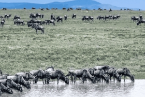 Fra Zanzibar: dagstur til Selous safari med lunsj og flyreise