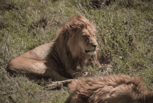 Fra Zanzibar: dagstur til Selous safari med lunsj og flyreise