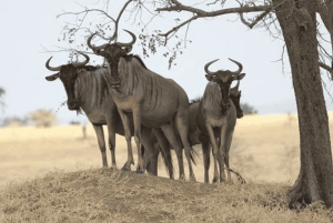 Fra Zanzibar: dagstur til Selous safari med lunsj og flyreise