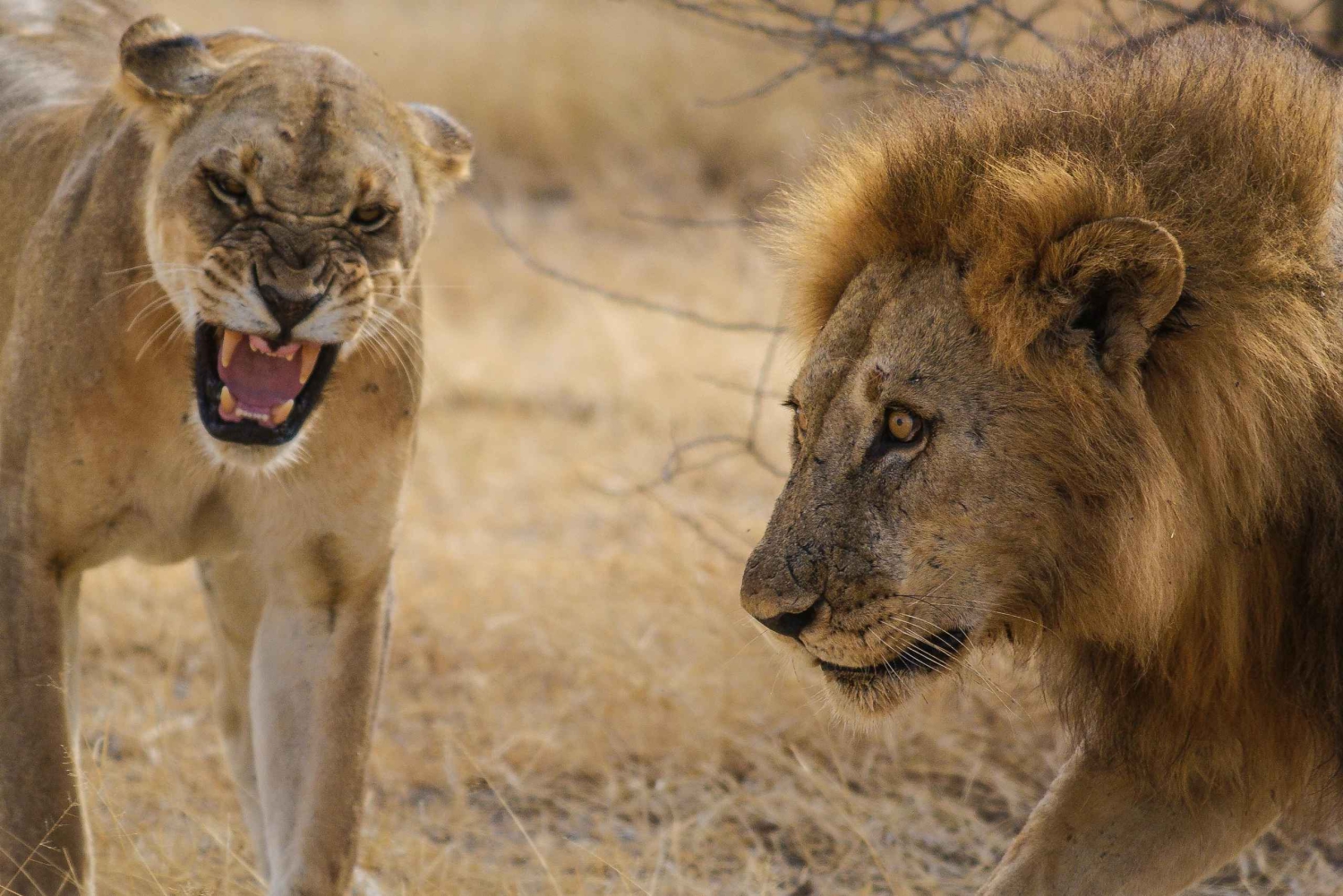 Från Zanzibar: 2-dagars safari i Mikumi, Maasai-byn och flyg