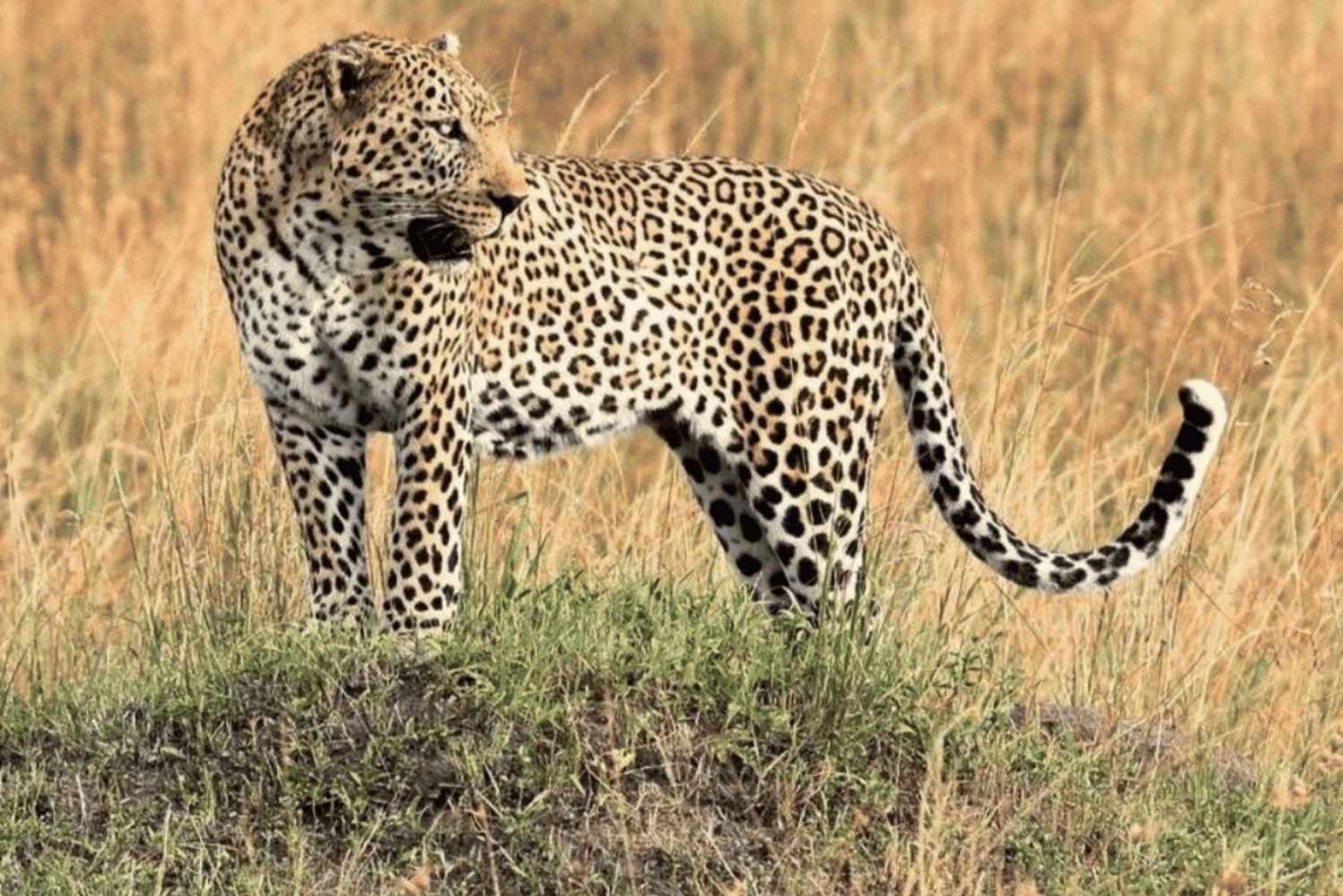 Из Занзибара: однодневная поездка на сафари в Микуми на самолете