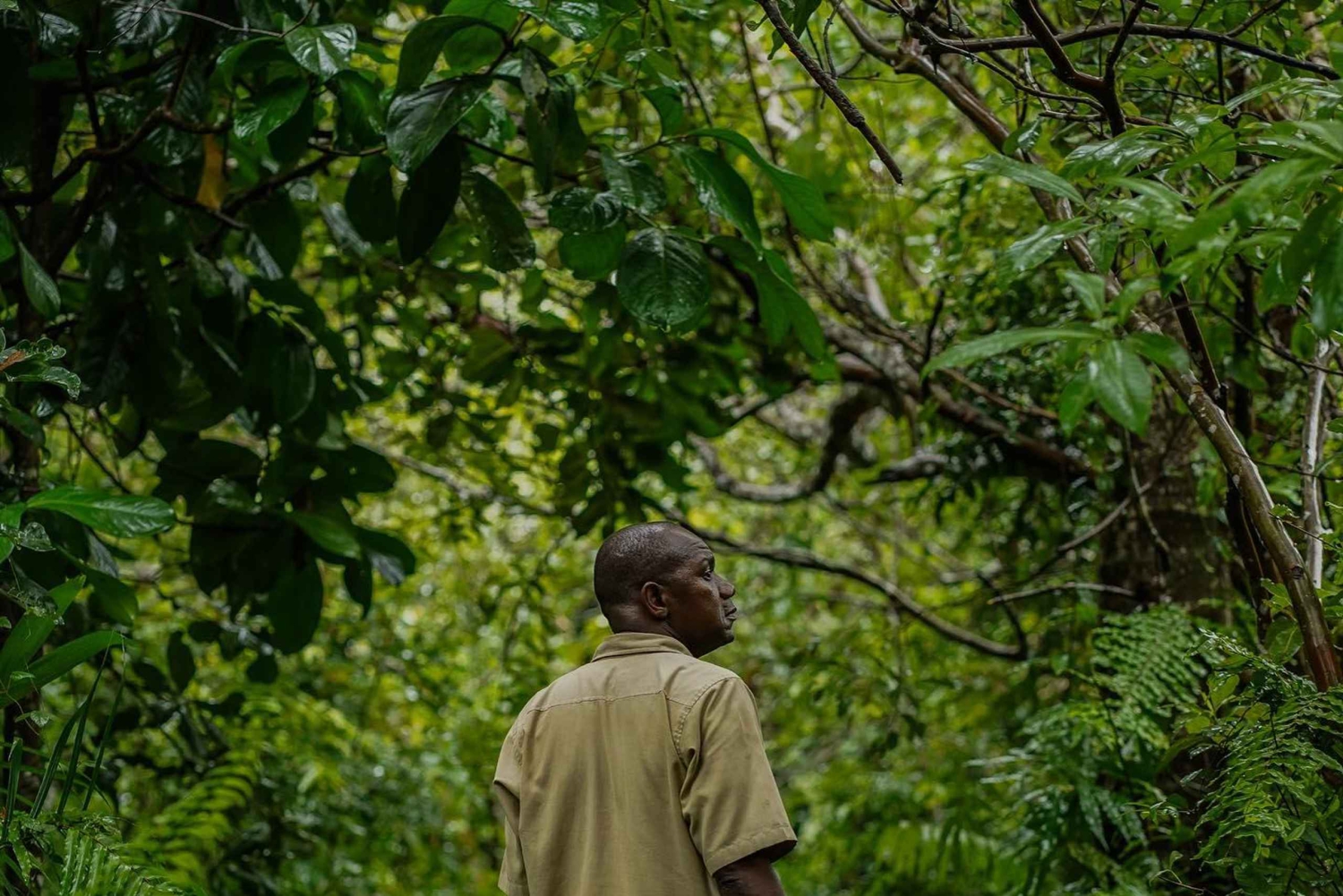 Foresta di Jozani, grotta di Kuza e spiaggia di mtende