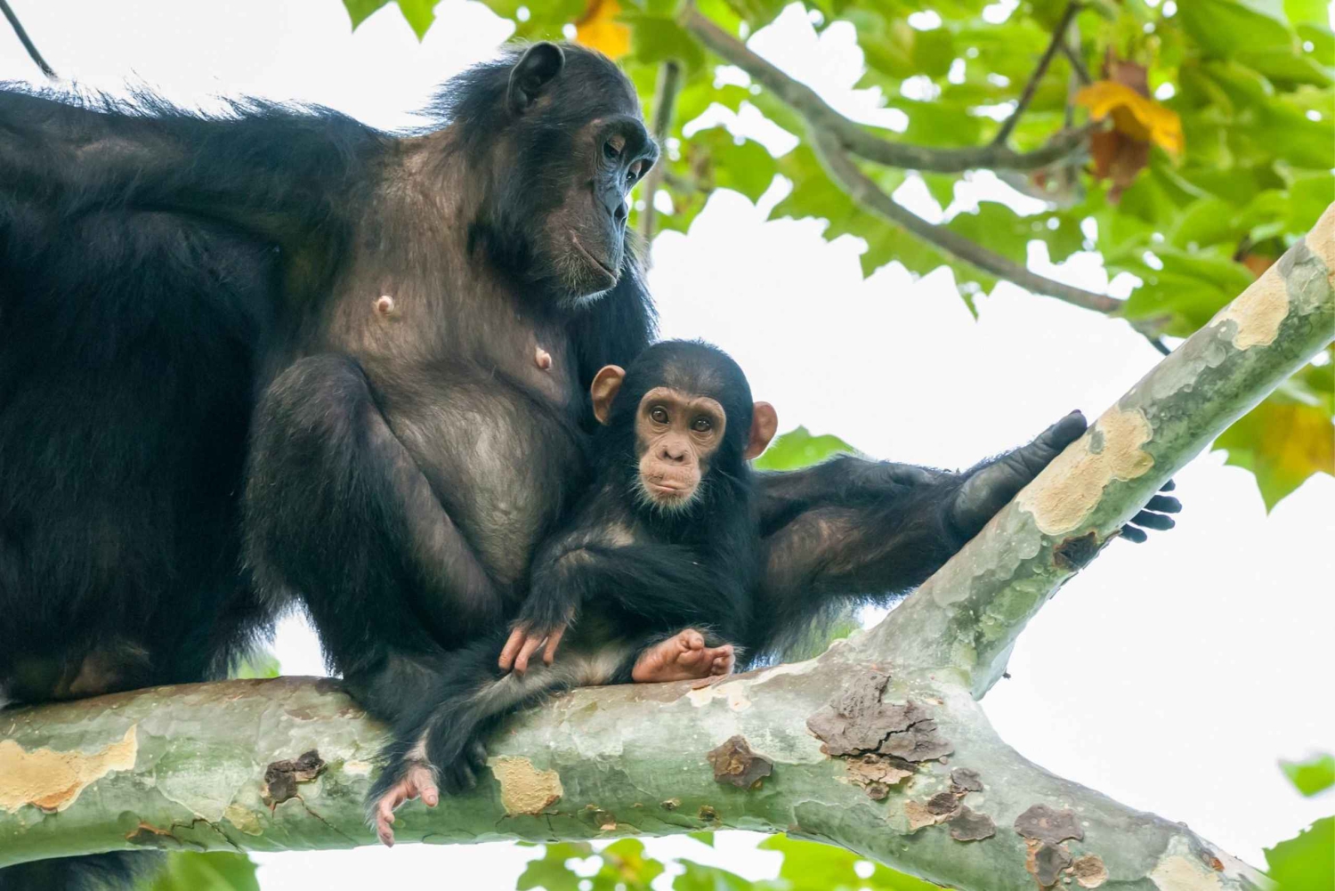 KIGOMA : Excursion d'une journée à la rencontre des chimpanzés dans le parc national de Gombe