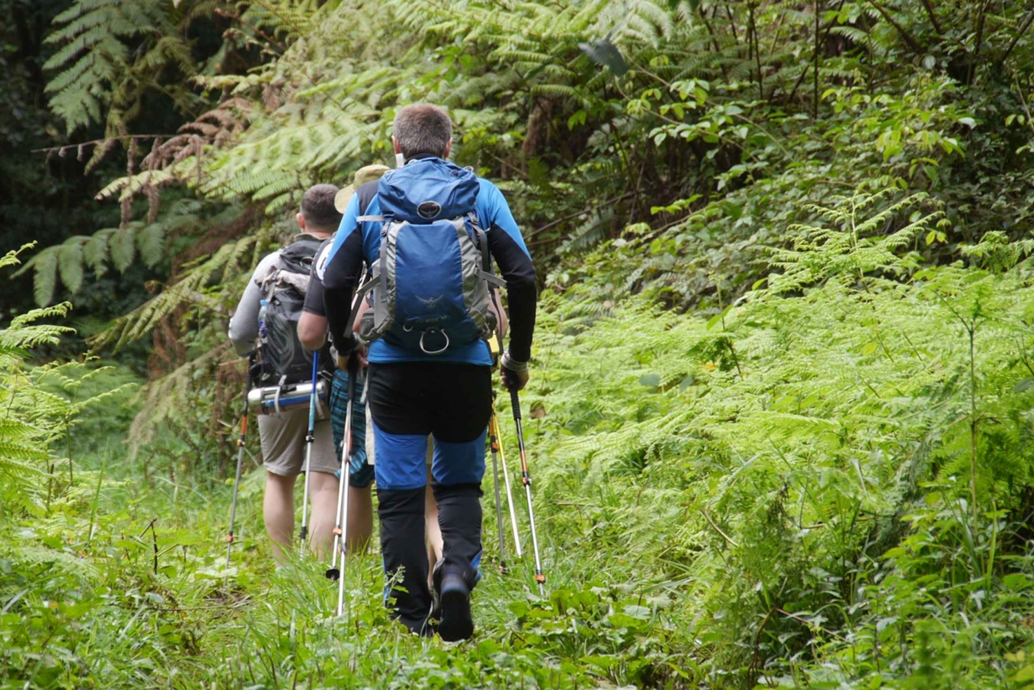 Kilimanjaro: Viagem de 1 dia - caminhada até Mandara Hut Kilimanjaro 2700m