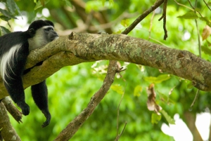 Kilimanjaro: Shiran ylätasangolta katedraalipisteeseen 3872m Päiväretki