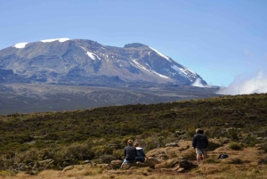 Kilimanjaro: Shiran ylätasangolta katedraalipisteeseen 3872m Päiväretki