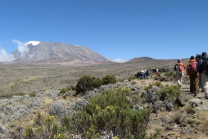 Kilimanjaro: Shiran ylätasangolta katedraalipisteeseen 3872m Päiväretki