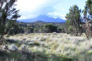 Kilimanjaro: Shiran ylätasangolta katedraalipisteeseen 3872m Päiväretki