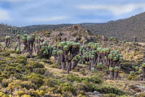 Kilimanjaro: Shiran ylätasangolta katedraalipisteeseen 3872m Päiväretki