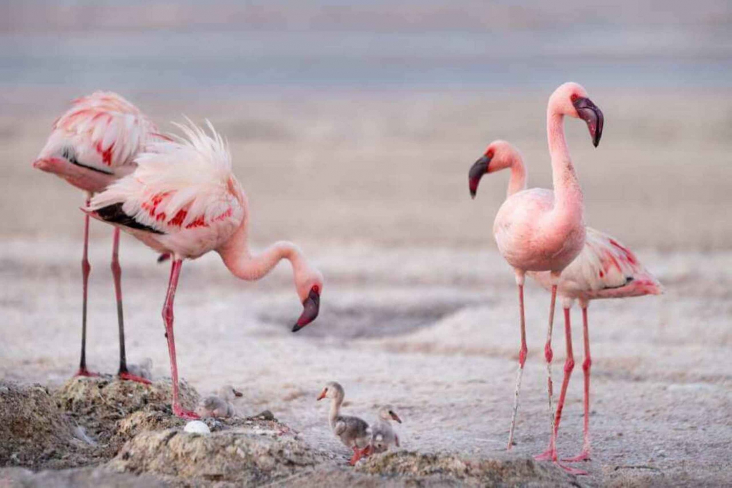 Однодневная экскурсия на озеро Натрон