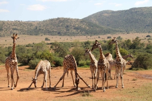 Maasai, Mikumi NP & Chizua Falls 3 dage fra Dar es salaam