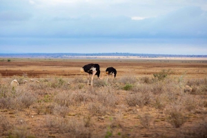 Maasai, Mikumi NP & Chizua Falls 3 dage fra Dar es salaam