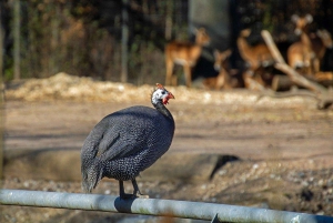 Maasai, Mikumi NP & Chizua Falls 3 dage fra Dar es salaam